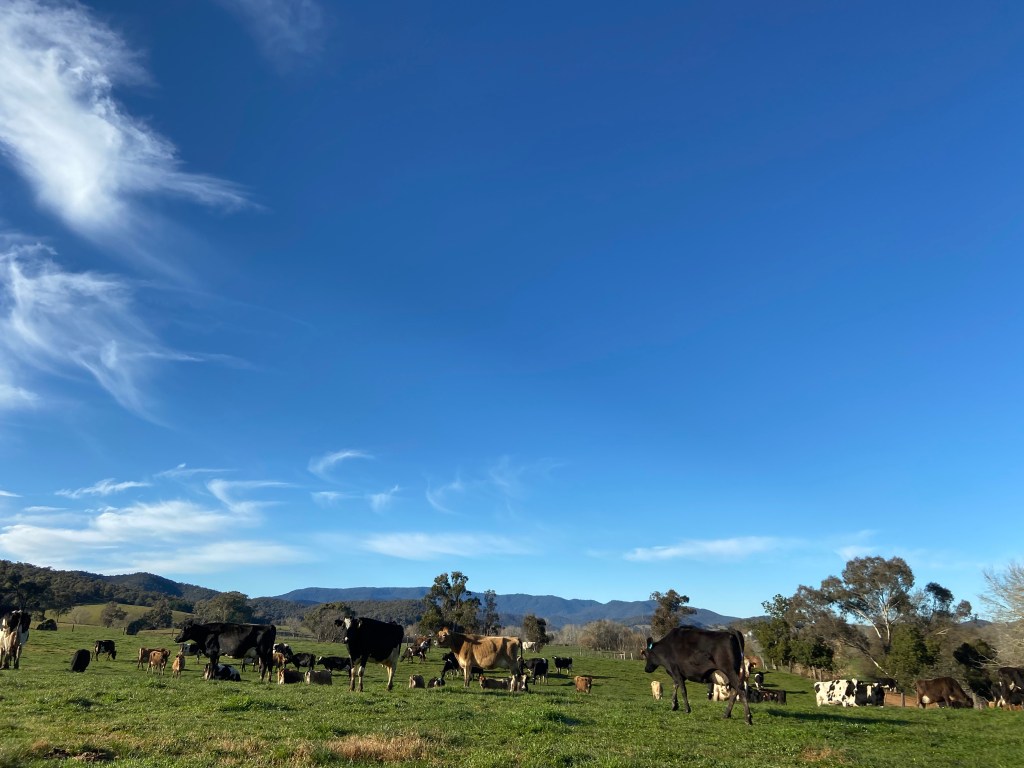 WHV Dairy Farming Experience- King Valley&nbsp;(VIC)